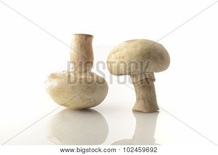 Two Button Mushrooms On White Background Shot in Studio