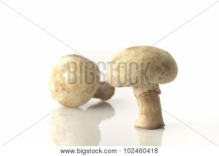 Two Button Mushrooms On White Background Shot in Studio