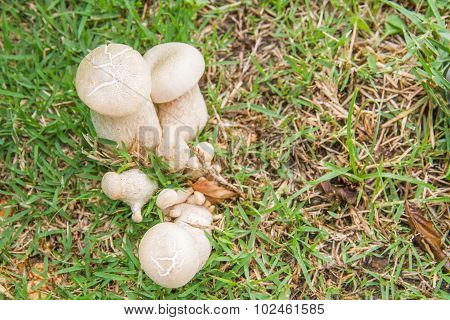 Bolete