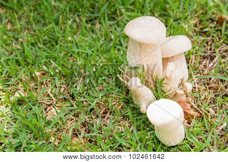 Bolete