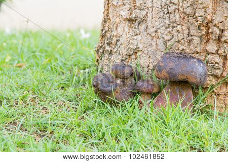 Bolete