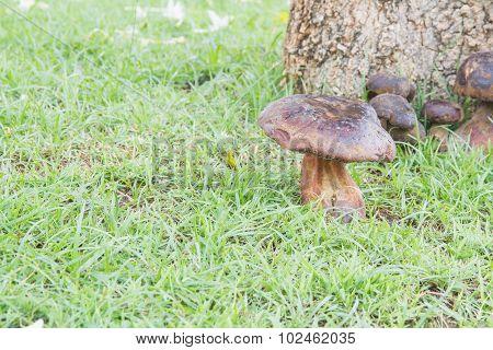 Bolete