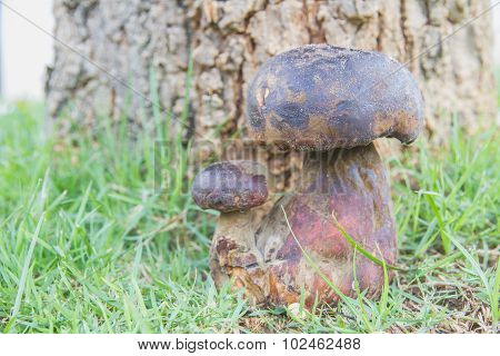 Bolete