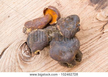 Bolete