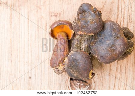 Bolete