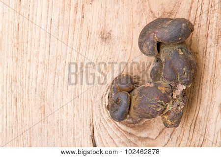 Bolete