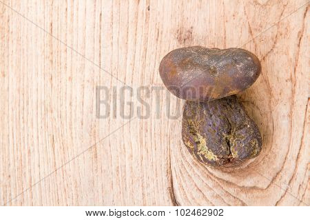 Bolete