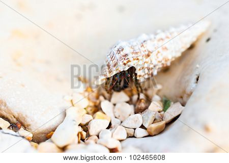 Hermit crab walking on beach
