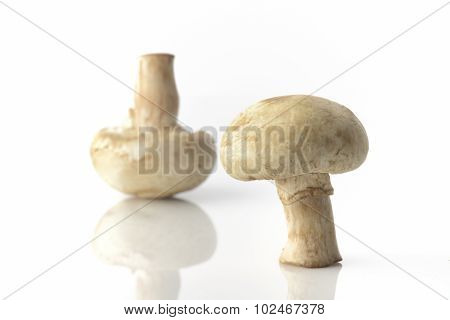 Two Common Button Mushrooms On White Background Shot in Studio