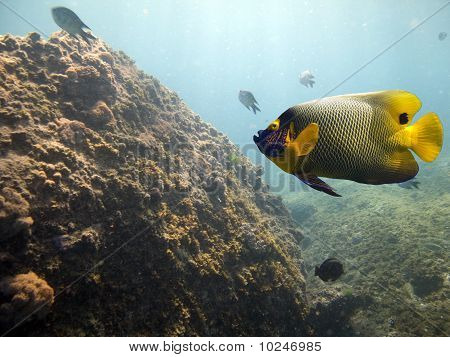 butflyfish