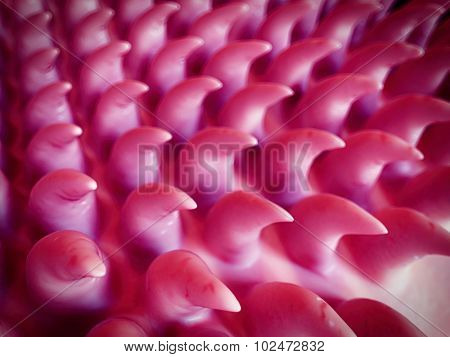 SEM style illustration of the tongue surface