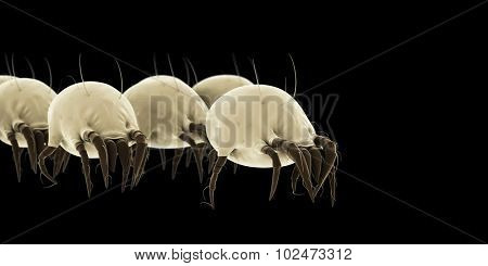 medically accurate illustration of some common dust mites