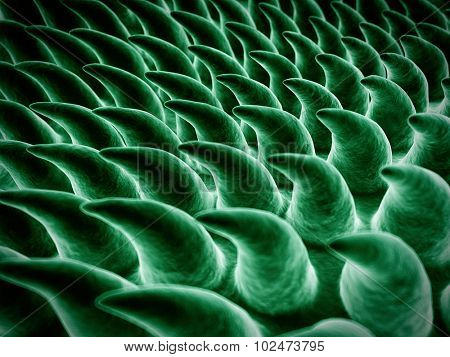 SEM style illustration of the tongue surface