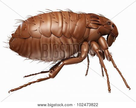 medically accurate illustration of a flea
