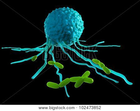 medically accurate illustration of a leucocyte attacking bacteria