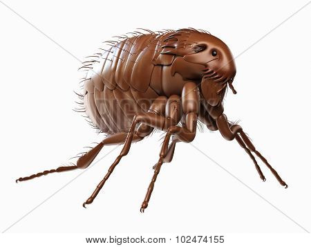 medically accurate illustration of a flea