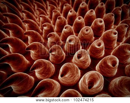 SEM style illustration of the tongue surface