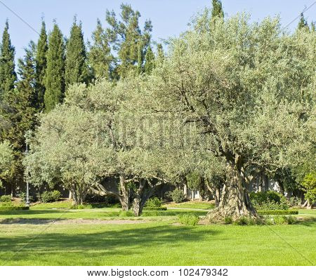 Garden With Olive Trees