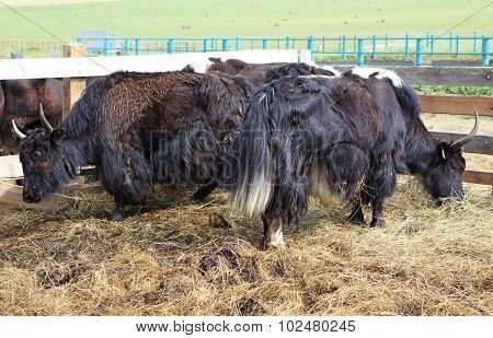 Yak is long haired bovid found throughout the Himalaya region of southern Central Asia