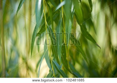 Willow Leaves Close Up