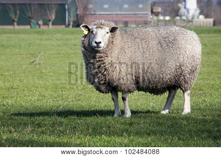 Sheep