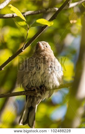 finch