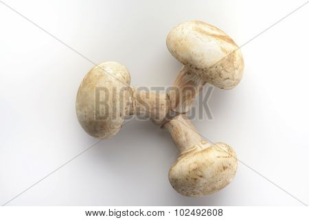 Three Button Mushrooms On White Background Shot in Studio