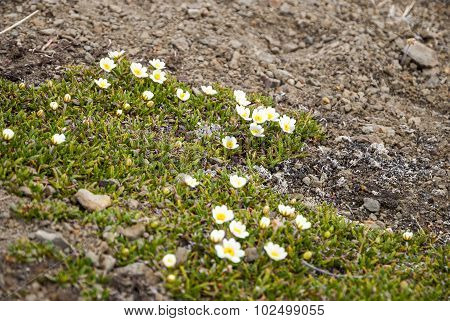 Mountain Avens (dryas Octopetala) Blossoming During Arctic Summer, Svalbard