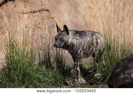 Striped hyena (Hyaena hyaena). Wild life animal. 