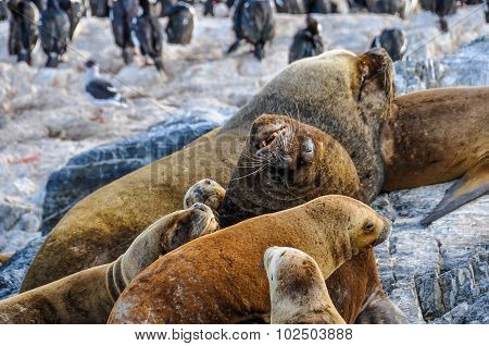Beagle Channel, Ushuaia, Argentina