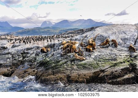 Beagle Channel, Ushuaia, Argentina