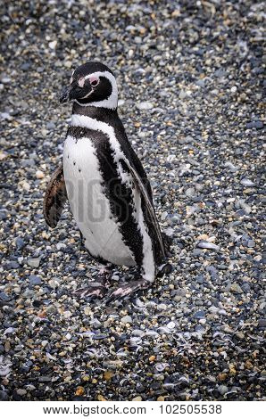 Beagle Channel, Ushuaia, Argentina