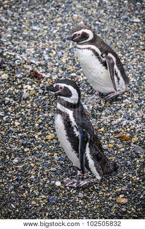 Beagle Channel, Ushuaia, Argentina