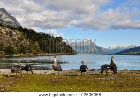 Tierra Del Fuego National Park, Ushuaia, Argentina
