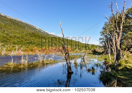 Tierra Del Fuego National Park, Ushuaia, Argentina