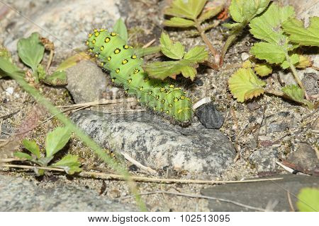 Green Caterpillar
