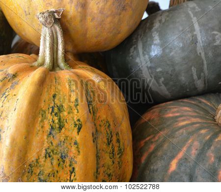 picture of an organic pumpkins for sale in a market