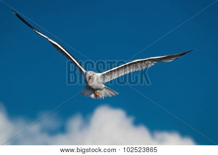Hunting Seagull With Large Wingspread Flies In The Blue Sky