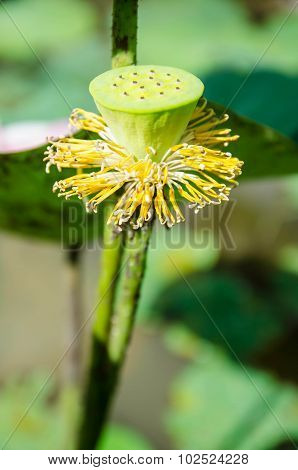 The blooming lotus to remain just a wilt calyx .