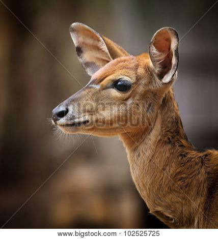 Nyala (Nyala angasii).