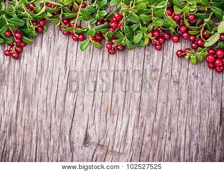 Branches of ripe red juicy cranberries on the texture wooden dark background