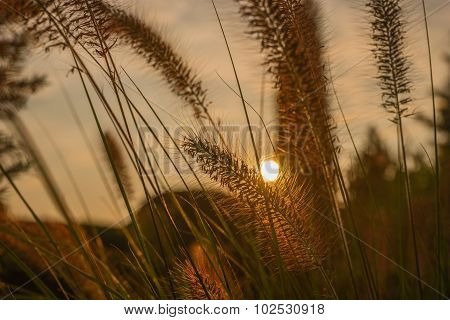 Pennisetum flower in sunset, Pennisetum alopecuroides