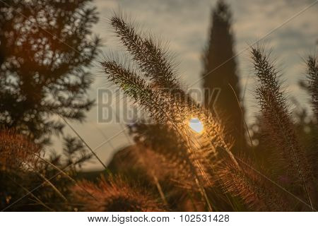 Pennisetum flower in sunset, Pennisetum alopecuroides