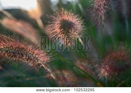 Pennisetum flower in sunset, Pennisetum alopecuroides