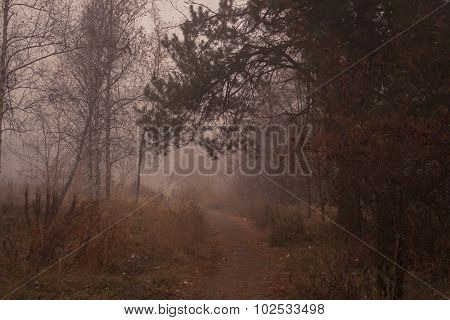 Fog