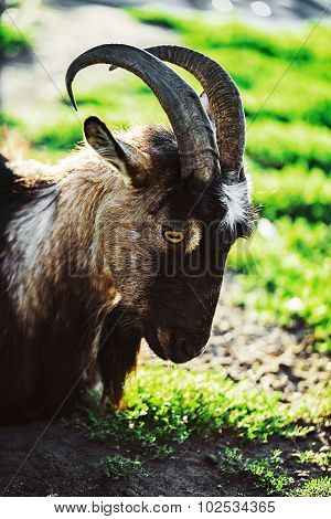Hornless Brown Goat At The Meadow