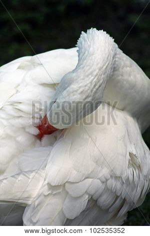 goose