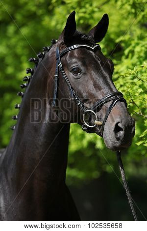 Nice Black Dutch Warmblood With Bridle