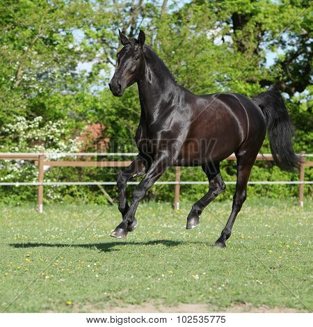 Amazing Black Dutch Warmblood Running