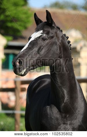 Beautiful Kwpn Stallion On Pasturage
